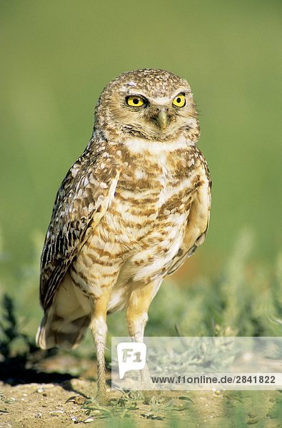 Adult Burrowing Owl (Athene Cunicularia) stehen neben seiner Schachtelung Graben  Prairie Alberta  Kanada