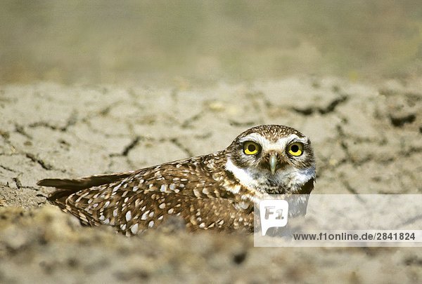 Adult Burrwing Owl (Athene Cunicularia) peering  Burrow Eingang