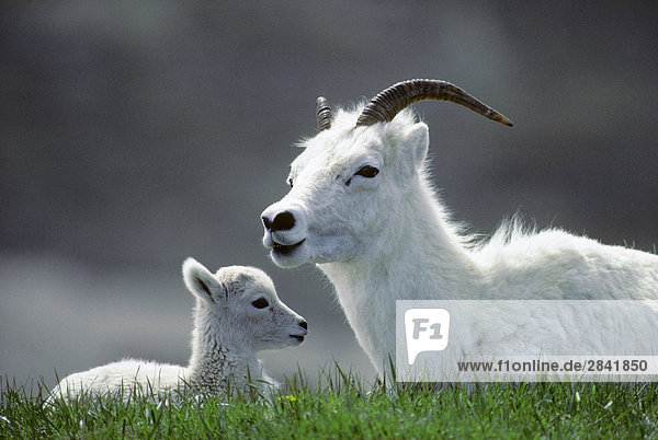 EWE Dall's Schafe (Ovis Dalli) und Neugeborenen Frühling Lamb  Kluane National Park  Yukon  Arctic Canada