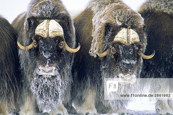 Moschusochse (Ovibos Moschatus) Adult Bull in defensive Haltung. Arctic Banksinsel  Nordwest-Territorien  Kanada.
