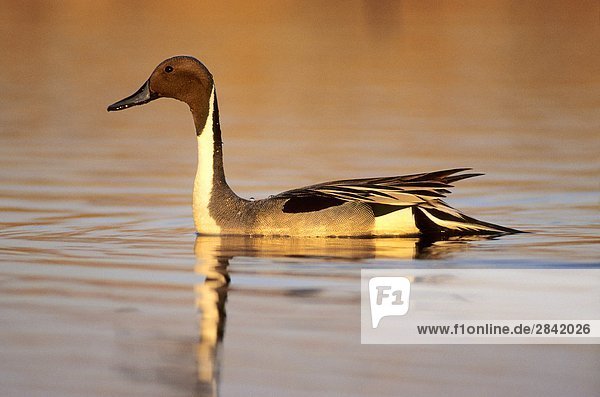 Adult Drake Spiessente Anas Acuta Prairie Alberta Kanada