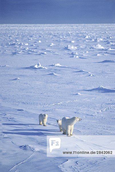 Mutter Eisbär (Ursus Maritimus) und Yearling Cubs Reisen auf Packeis  Hudson Bay  Kanada.