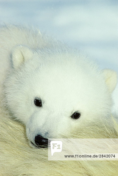 Drei Monate alten Polar Bear Cub (Ursus Maritimus) auf seiner Mutter Back  Arctic Canada.
