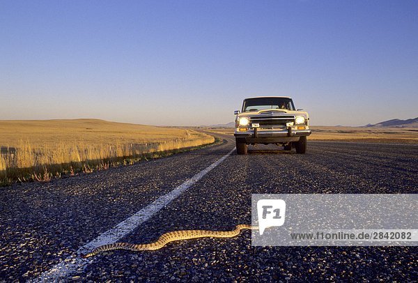 Adult Prairie Klapperschlange (Crotalus Viridis) über eine Autobahn  wo es getötet werden kann  von einem vorbeifahrenden Fahrzeug  südlichen Alberta  Kanada