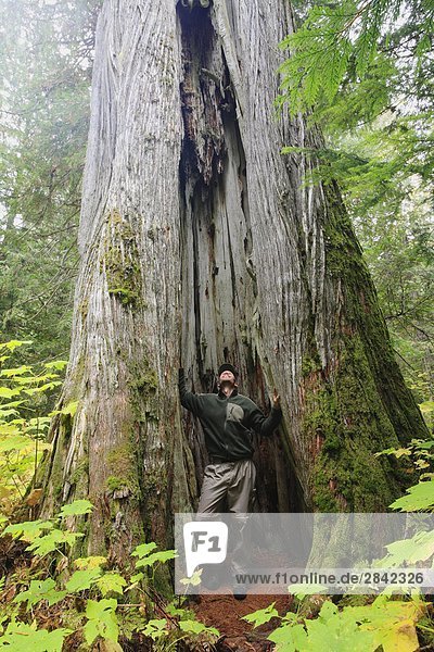 nahe Mann Wohnhaus Baum Wachstum See Loch groß großes großer große großen Pfeilzeichen Pfeil übergroß Geographie Zeder Kootenay Nationalpark British Columbia Kanada mühelos alt