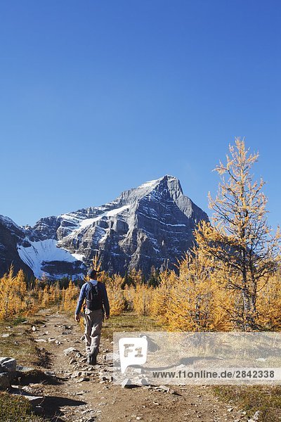 Man hiking in Saddleback Pass through larch trees in fall colours  Banff National Park  Alberta  Canada