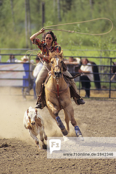 Cowgirl Abseilen ein Kalb auf Kispiox Valley Rodeo  Kispiox  British Columbia  Kanada.
