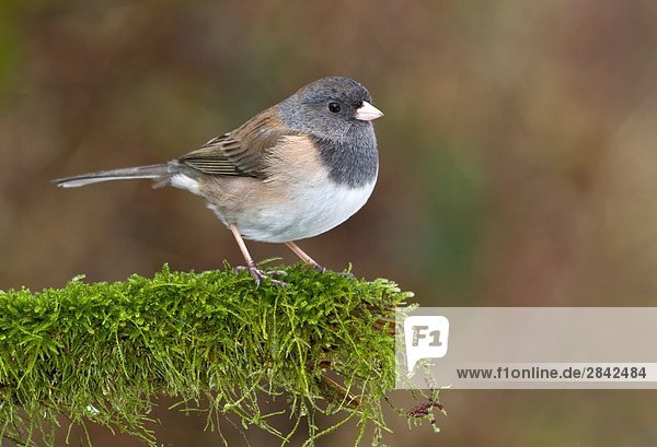 Dark-eyed Junco  Victoria  Vancouver Island  British Columbia  Kanada.