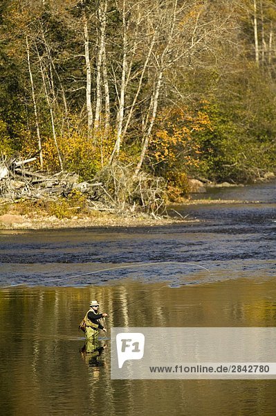 Fliegenfischer im Herbst  Anse-de-Roche  Québec  Kanada