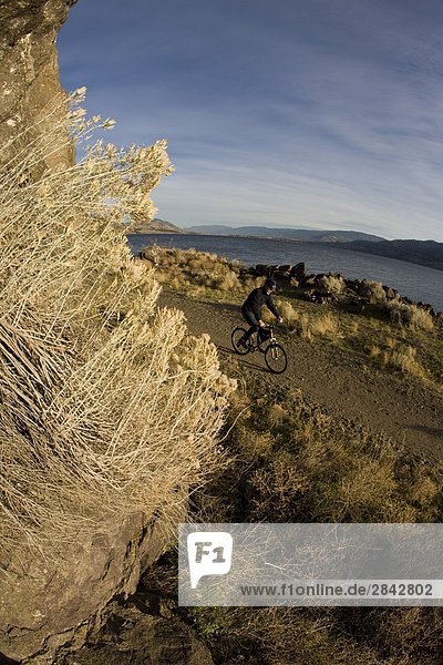 Ein Mountainbiker genießen den Kettle Valley Trail  Penticton  British Columbia  Kanada.