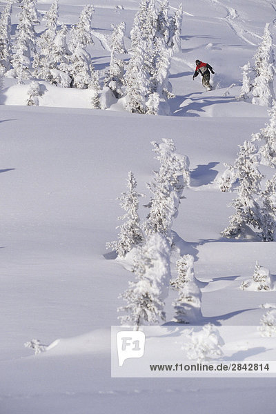 Ein Snowboarder machen eine neue Zeile in die Lichtungen im Hinterland in Smithers  British Columbia.