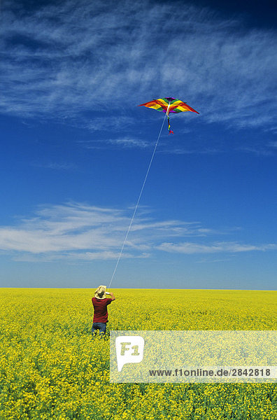 eine Teenager Farm Mädchen fliegt einen Drachen in einem Bloom Bühne Canola-Feld  in der Nähe von Somerset  Manitoba  Kanada