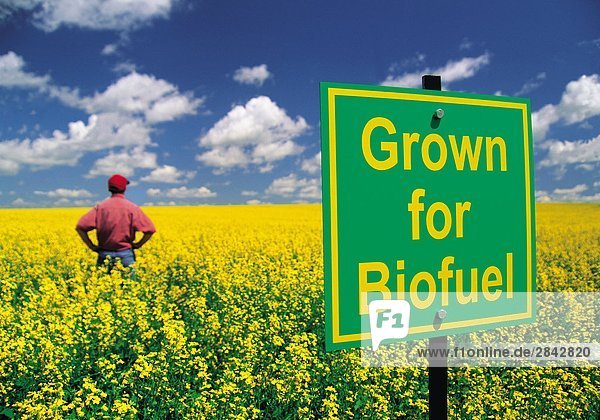 Canola Field angebaut werden für Biotreibstoff  Tiger Hügel  Manitoba  Kanada