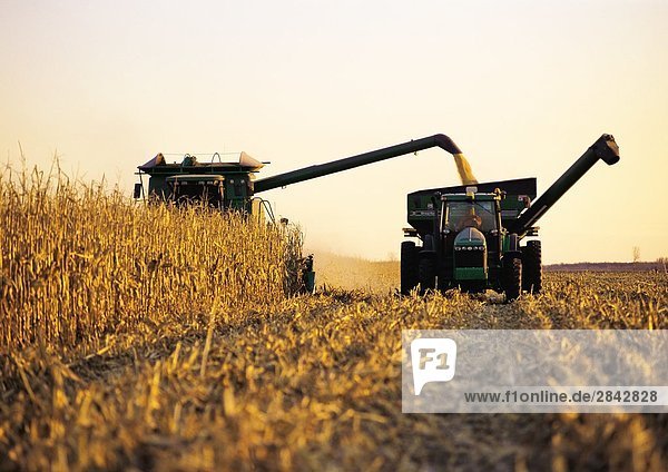 eine Combine entlädt Feed/Grain Corn in einen Körnung Wagen unterwegs  in der Nähe von Carey  Manitoba  Kanada
