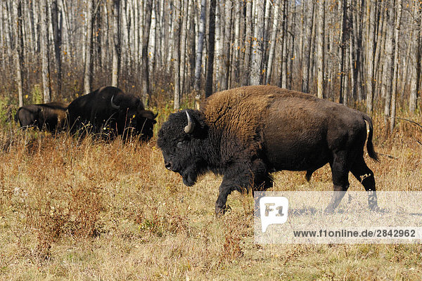 Plains bison - Elk Island National Park  Alberta  Canada