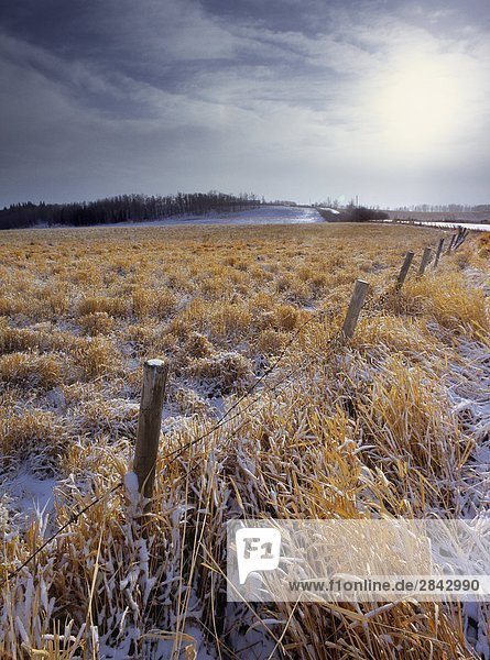 Fenceline and Pasture near Cremona  Alberta  Canada