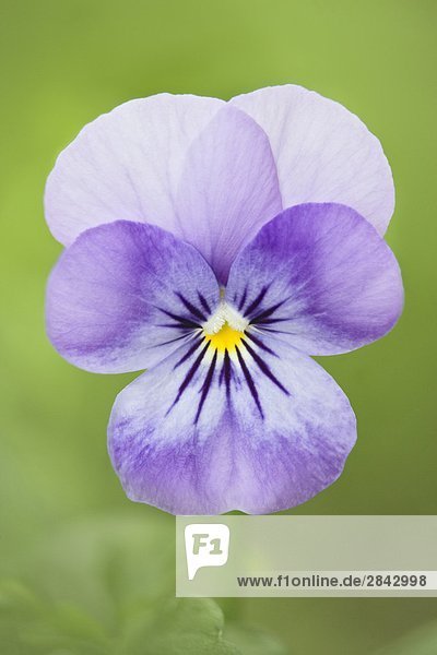 Western Canada Violet (Viola canadensis) - Water Valley  Alberta