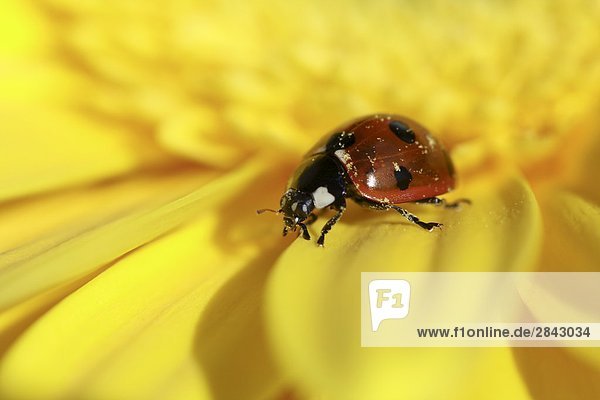 Lady bug walking on yellow gerber daisy flower