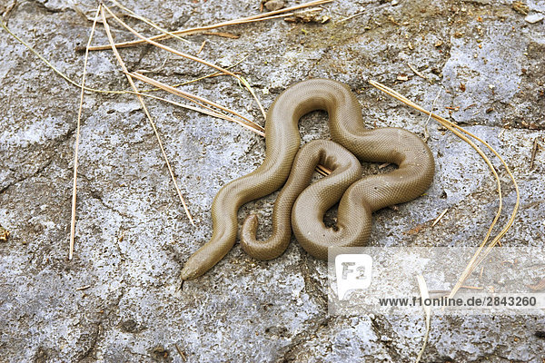 A Rubber boa snake (Charina bottae) in the grasslands of British Columbia  Canada