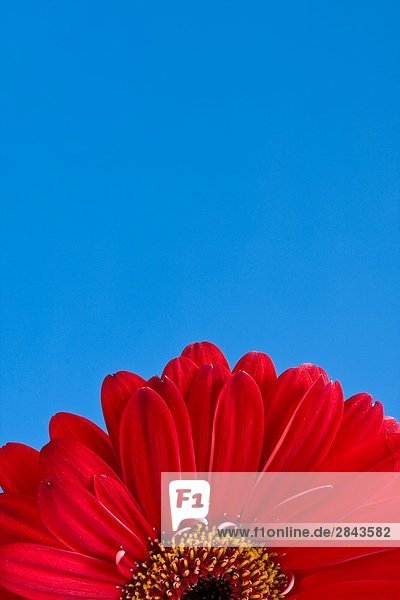 Detail von der Hälfte einer red Gerber Daisy mit blauer himmel hintergrund