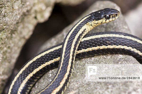 Close-up of Red-sided garter snake (Thamnophis) coming out of den in spring for mating ritual at Narcisse Snake Dens in Winnipeg  Manitoba  Canada