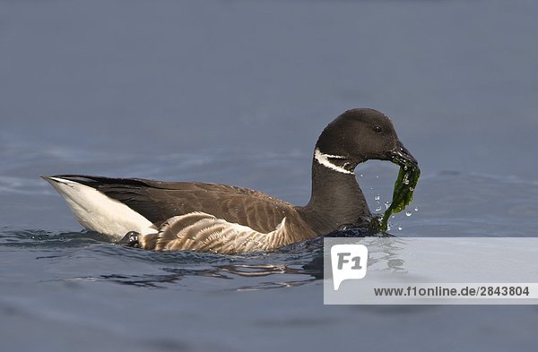 Ringelgans (Branta Bernicla) essen Pflanzenleben in Island View Beach Regional Park  Saanich  British Columbia  Kanada