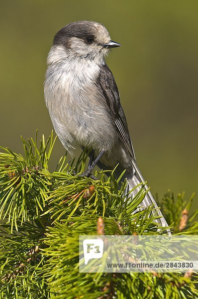 Ländliches Motiv ländliche Motive Meisenhäher Perisoreus canadensis British Columbia Kanada