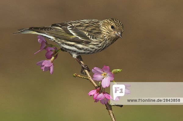 Fichtenzeisig (Carduelis Pinus) liegt auf Pflaume blühender Zweig in Victoria  Vancouver Island  British Columbia  Kanada