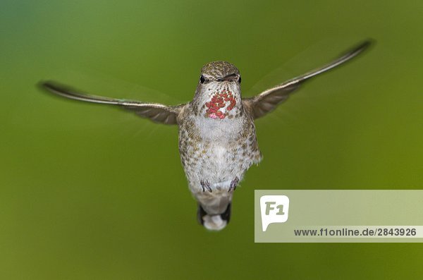 Annakolibri (Calypte Anna) im Flug in Victoria  Vancouver Island  British Columbia  Kanada
