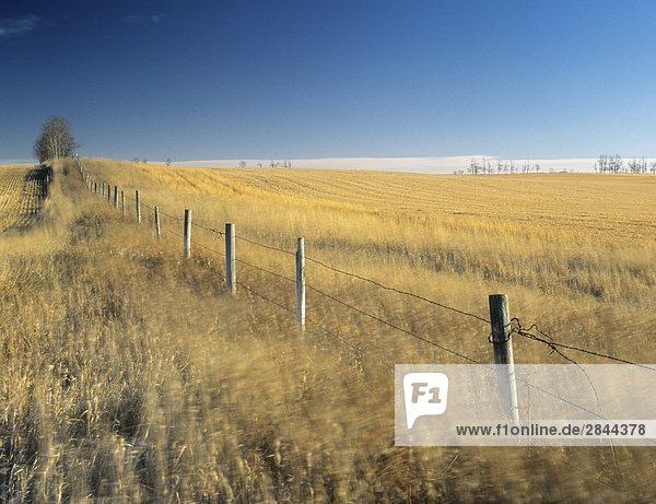 Windy cropland and fence line near Cremona  Alberta  Canada