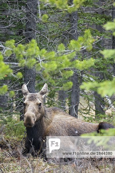 Moose (Alces alces)  Peter Lougheed Provincial Park  Kananaskis Country  Alberta  Canada