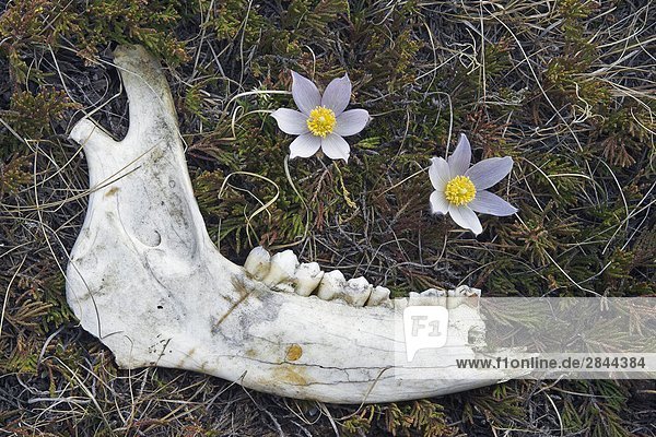 Deer jaw and Prairie crocus (Anenome patens) in Bow Valley Provincial Park  Alberta  Canada