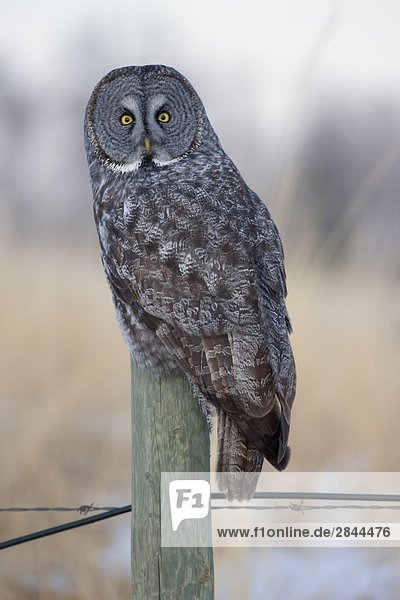 Great Gray Owl (Strix nebulosa)  Water Valley  Alberta  Canada