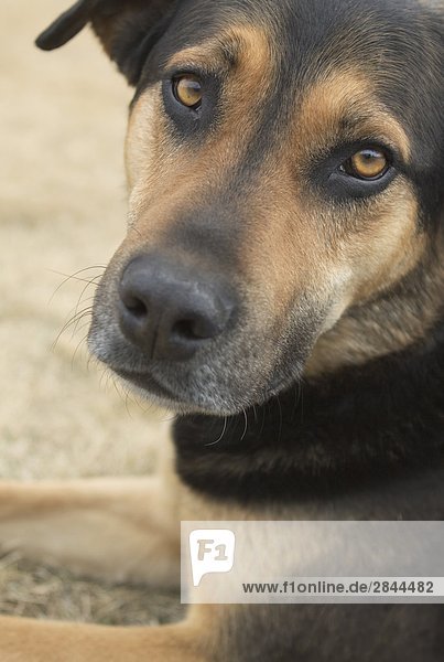 Close-up portraits of mixed breed dog