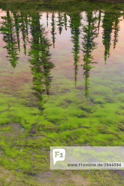 Baum besinnung in Unbenannter Frühling  Jasper-Nationalpark in Alberta  Kanada