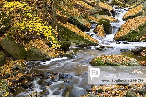Grindstone Creek im Herbst  Niagara-Schichtstufe  Bruce Trail  Hamilton  Ontario  Kanada