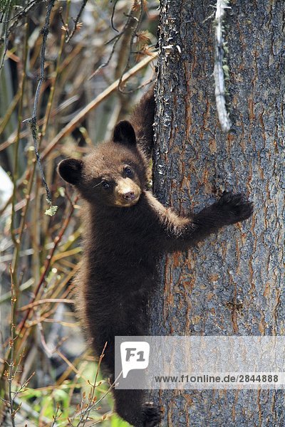 Baby Black Bear Cub Klettern einen Baum  Jasper-Nationalpark in Alberta  Kanada