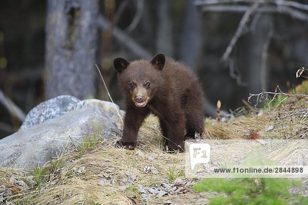 Baby Black Bear Cub  West-Kanada