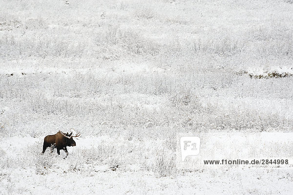 Bull Elch (Alces Alces) über ein Feld im Winter nach frischen Schnee  West-Kanada