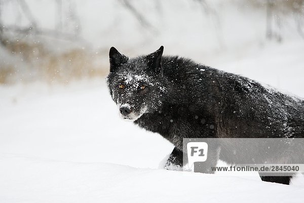 Porträt von schwarz Timber Wolf (Canis Lupus) in einem Schneesturm Winter im Banff-Nationalpark  Alberta  Kanada