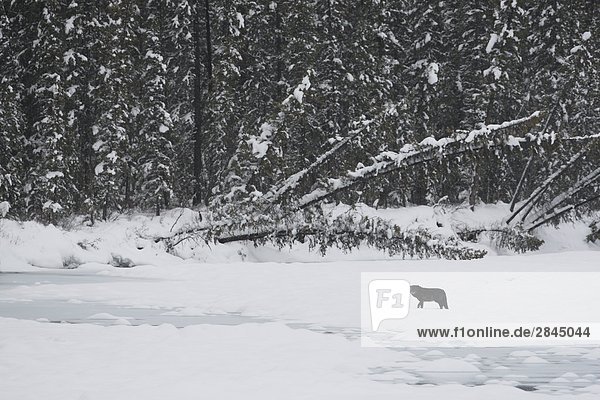 Wild black Timber wolf (Canis lupus) on a frozen river in Western Canada