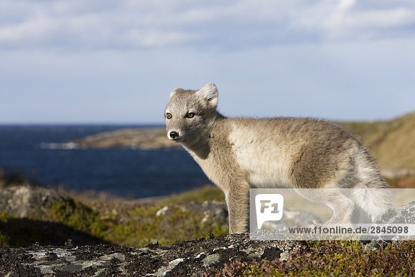 Polarfuchs (Alopex Lagopus) im Sommer zu beschichten  Great Caribou Island  Labrador  Kanada