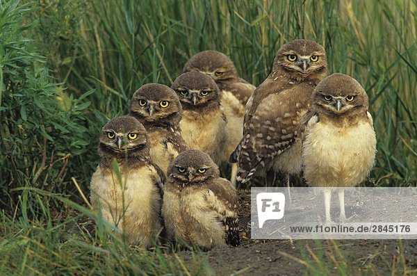 Burrowing Owl (Athene Cunicularia) Küken am Nest Burrow in der Nähe von Grasslands-Nationalpark  Saskatchewan  Kanada