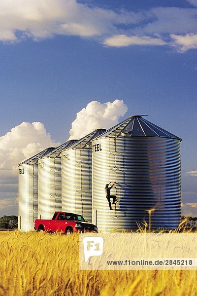 A farmer checks his grain storage bins located in front of a mature crop of winter wheat near Carey  Manitoba  Canada