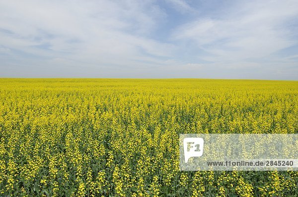 Canola field near the town of Two Hills  Alberta  Canada