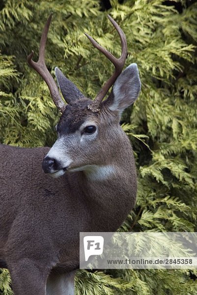 Blacktail Deer (Odocoileus Hemionus) sind häufig auf Saanich-Halbinsel in der Nähe von Victoria  Vancouver Island  British Columbia  Kanada