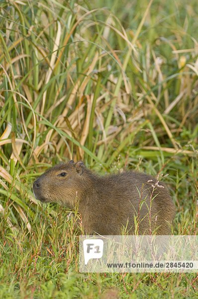 Capybara (Hydrochoerus Hydrochaeris) Laguna Negra  Rocha  Uruguay  Südamerika