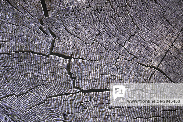 Wood grain pattern in cross cut of log  British Columbia  Canada.