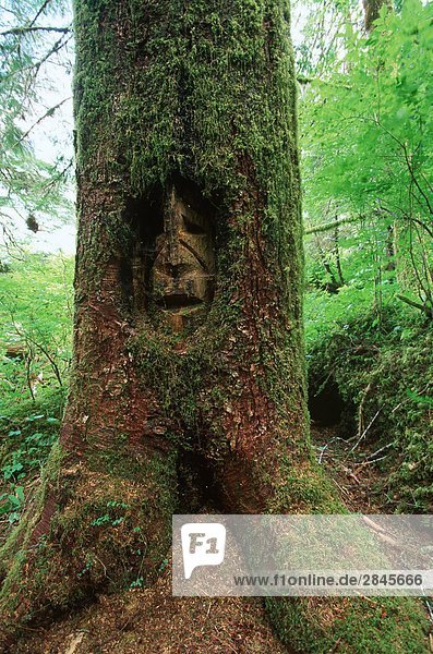Woss Lake - Gesicht geschnitzt in Fichte am Eingang zum Einfetten Trail  British Columbia  Kanada.