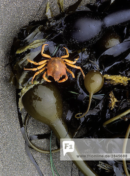 Shell of kelp crab and bull kelp on Pacific beach  British Columbia  Canada.